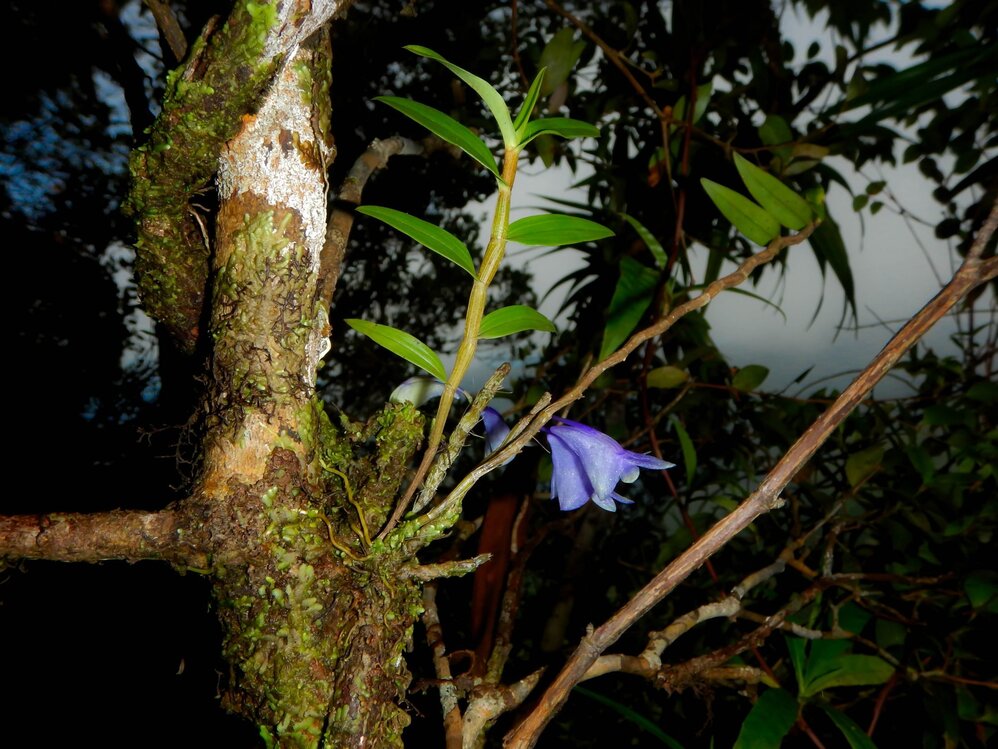 Spectacular rare orchid found during surveys in West Papua